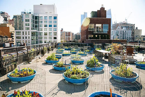 The New Roots Farm South Bronx Bee Conservancy Sanctuary