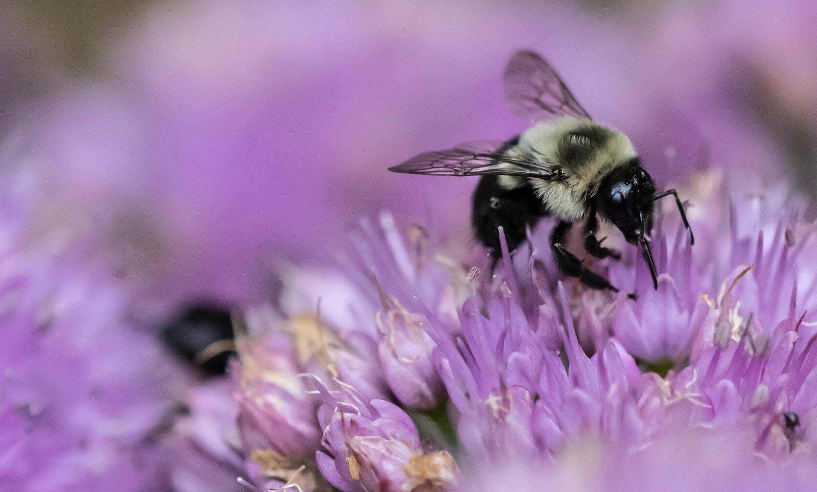Bumblebee collecting nectar from purple flowers.