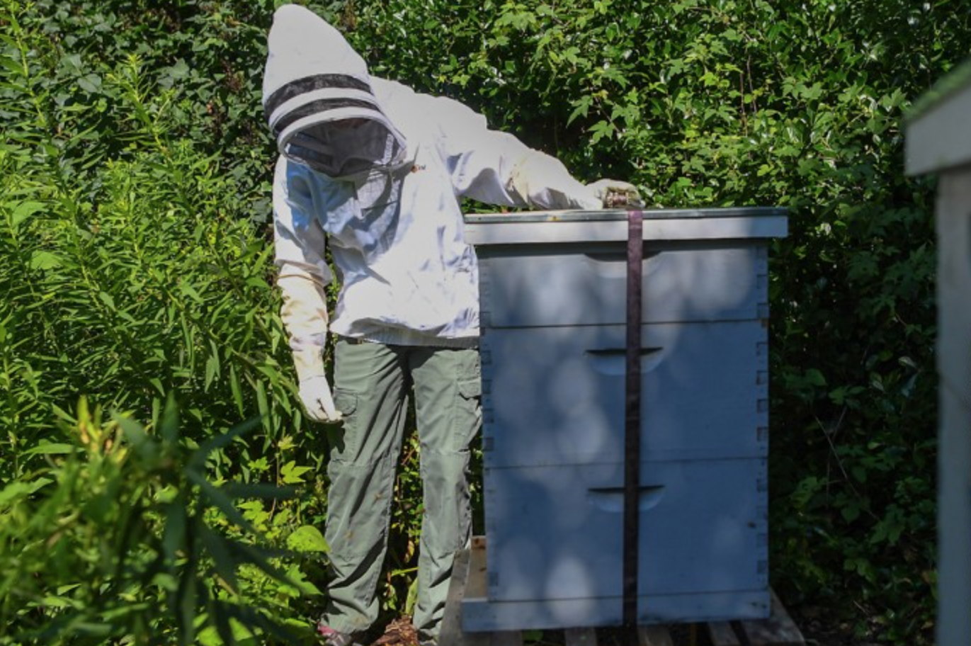 The Bee Conservancy Bee hives at Prospect Park Zoo